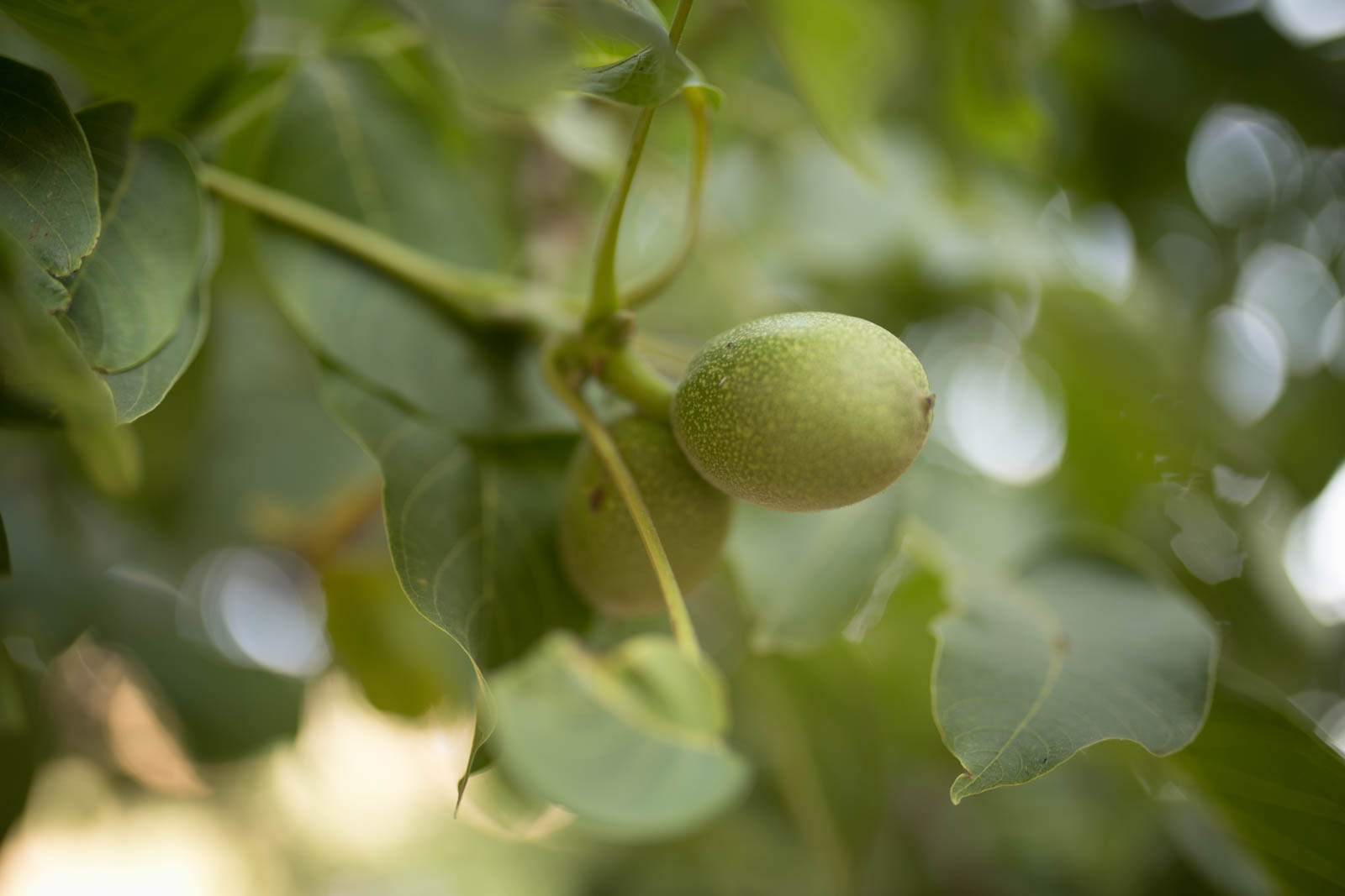 2018 06 22.RoadTripANT Bougames 31