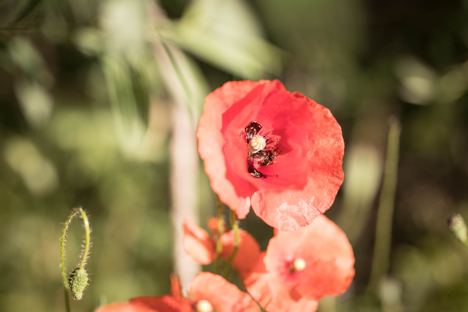 2018 06 22.RoadTripANT Bougames 55