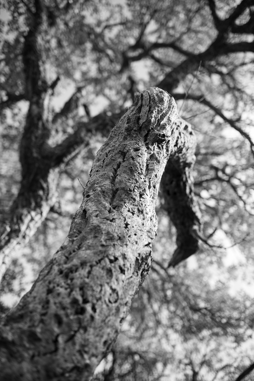 2021 02.ST RAPHAEL 11