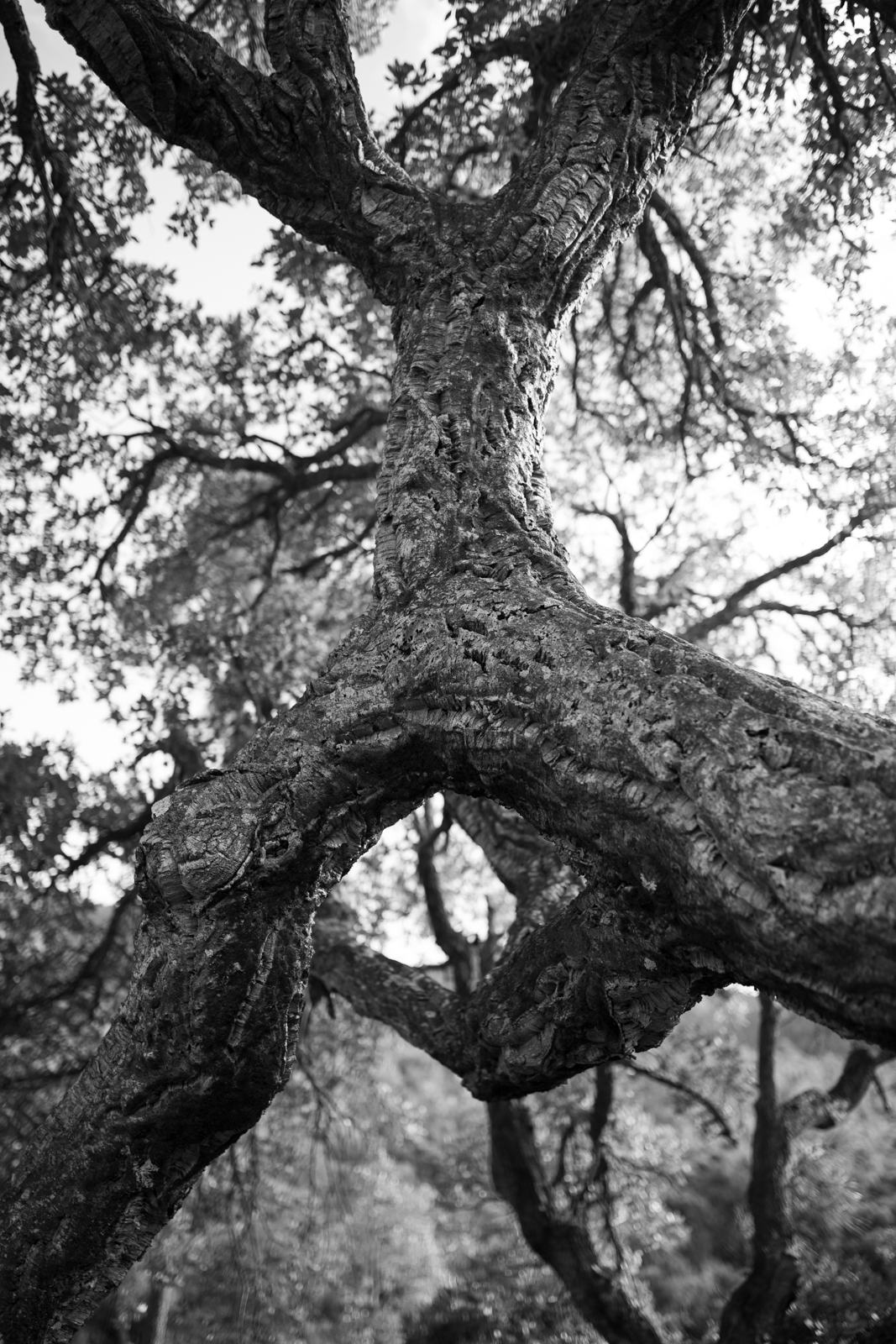 2021 02.ST RAPHAEL 2