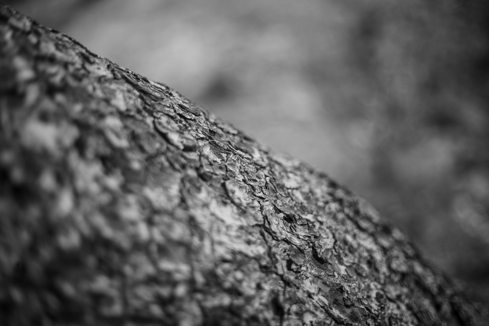 2021 02.ST RAPHAEL 27