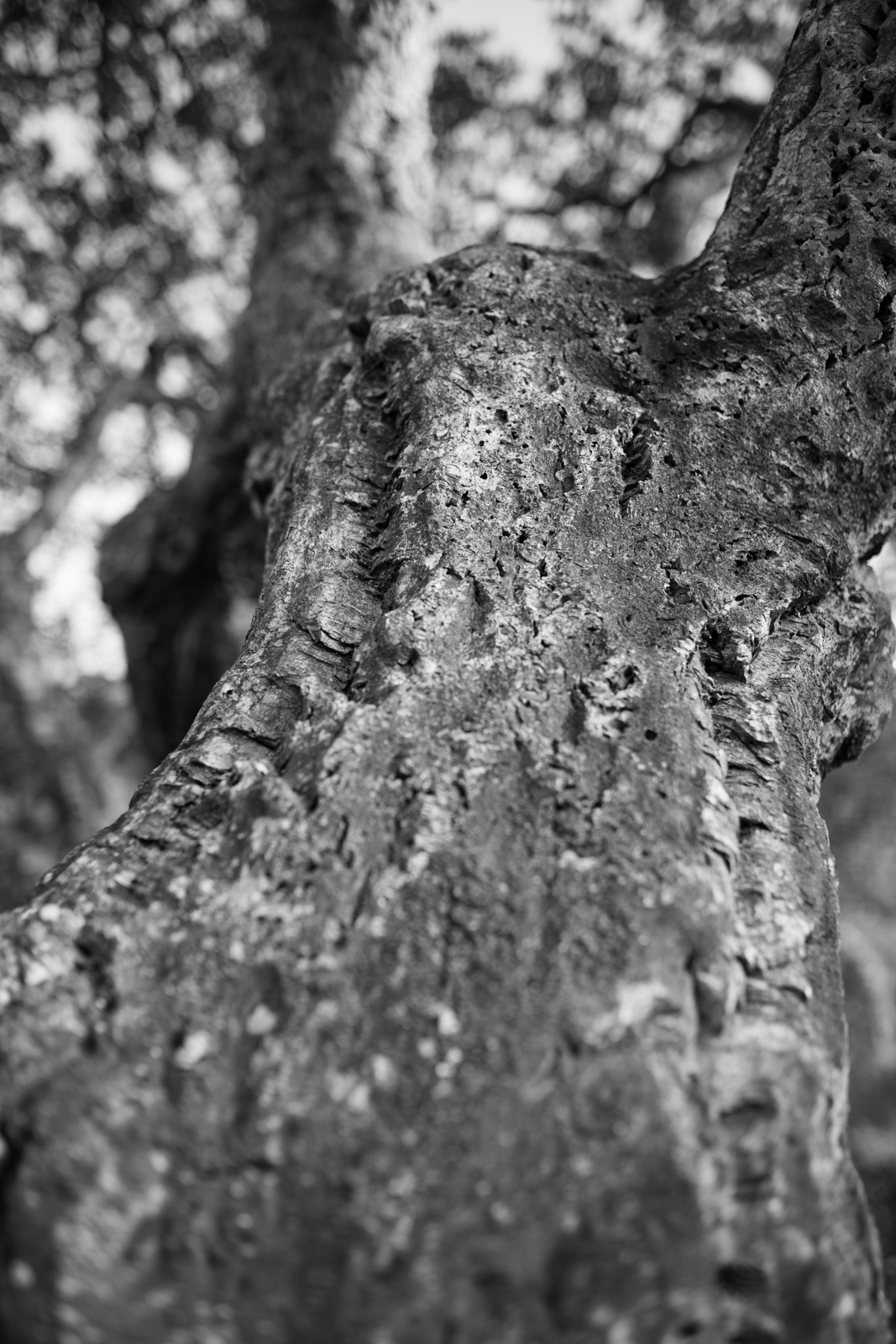 2021 02.ST RAPHAEL 3