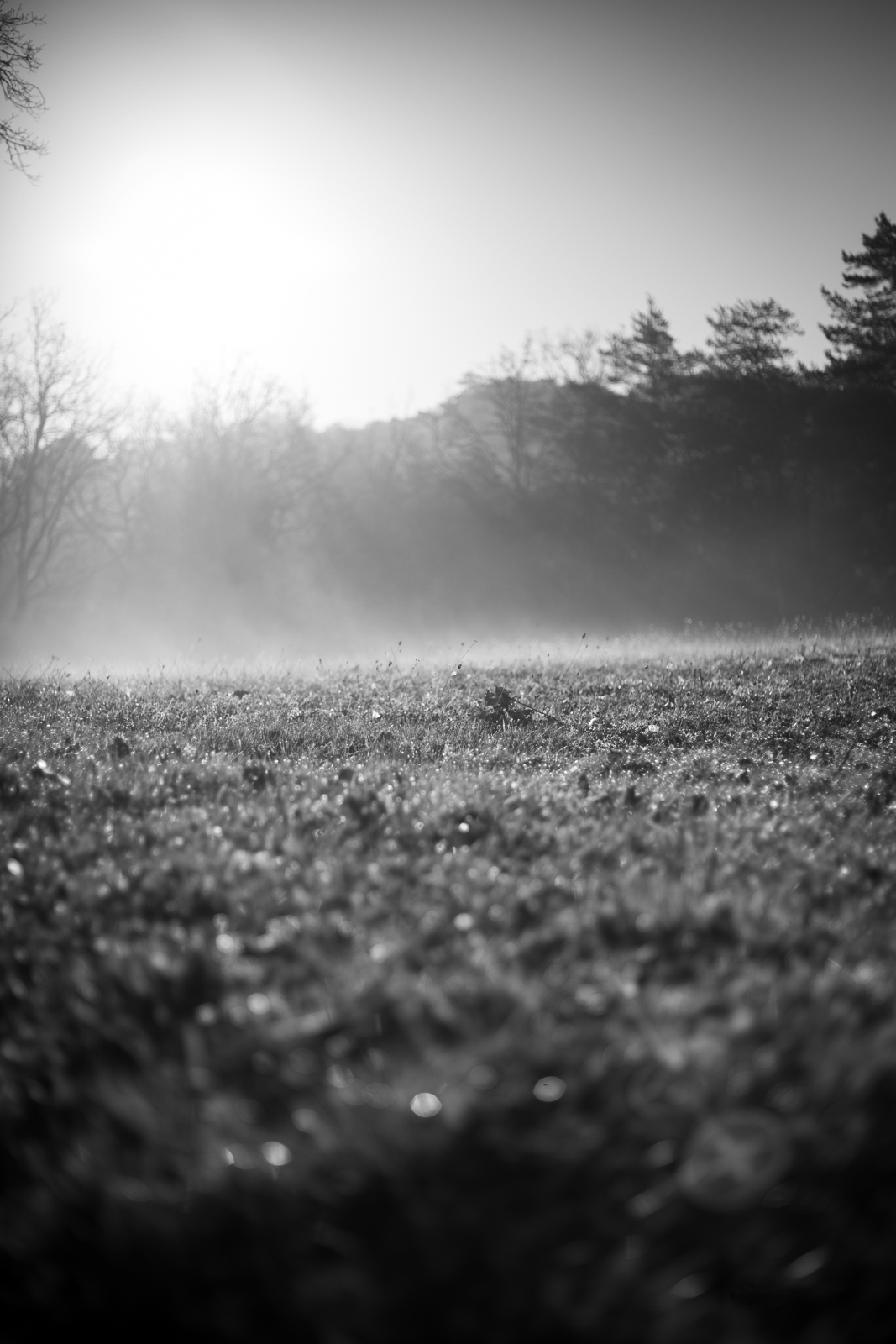 2021 02.ST RAPHAEL 50