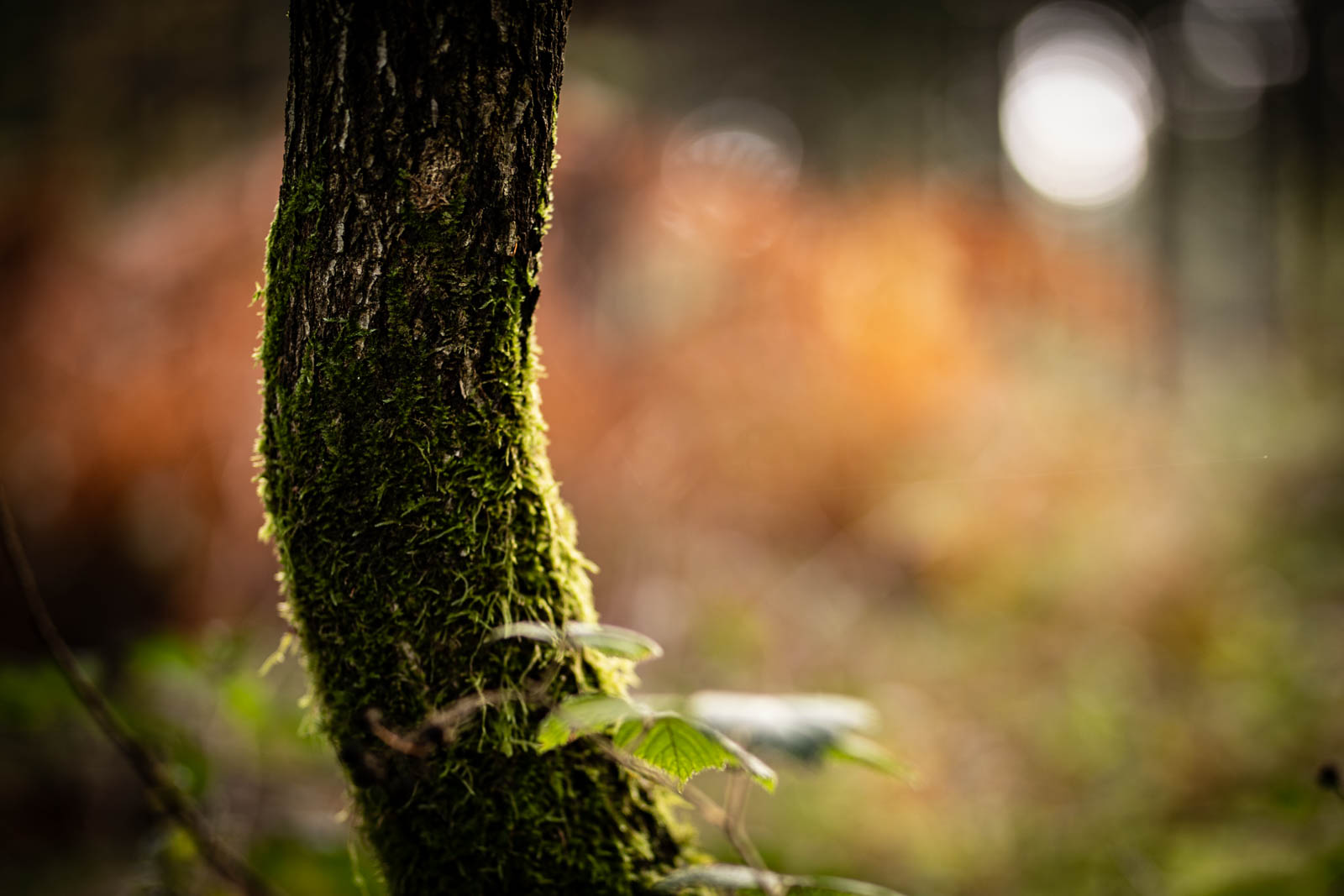 2022 10.Mornay Portfolio 30