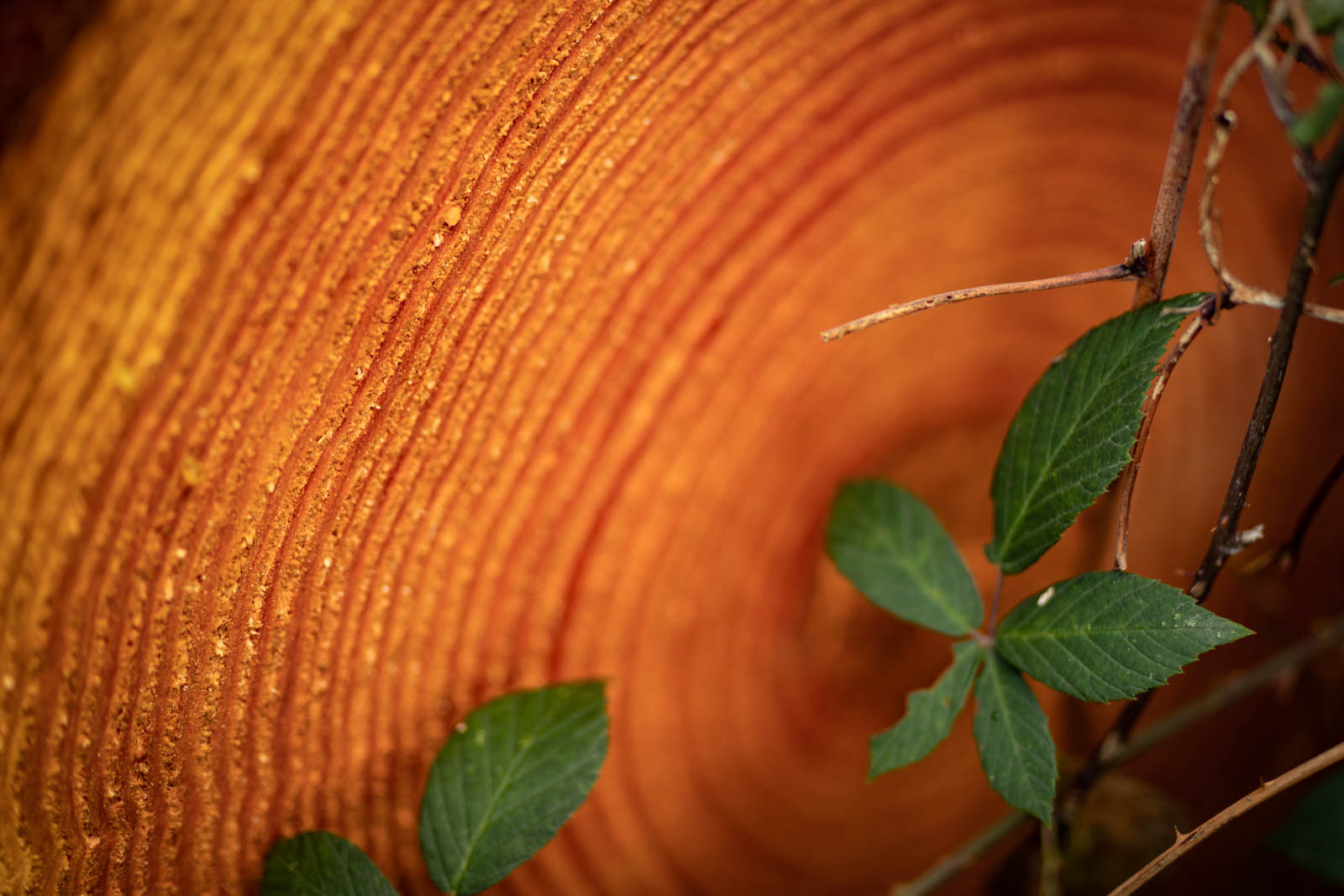 2022 10.Mornay Portfolio 31