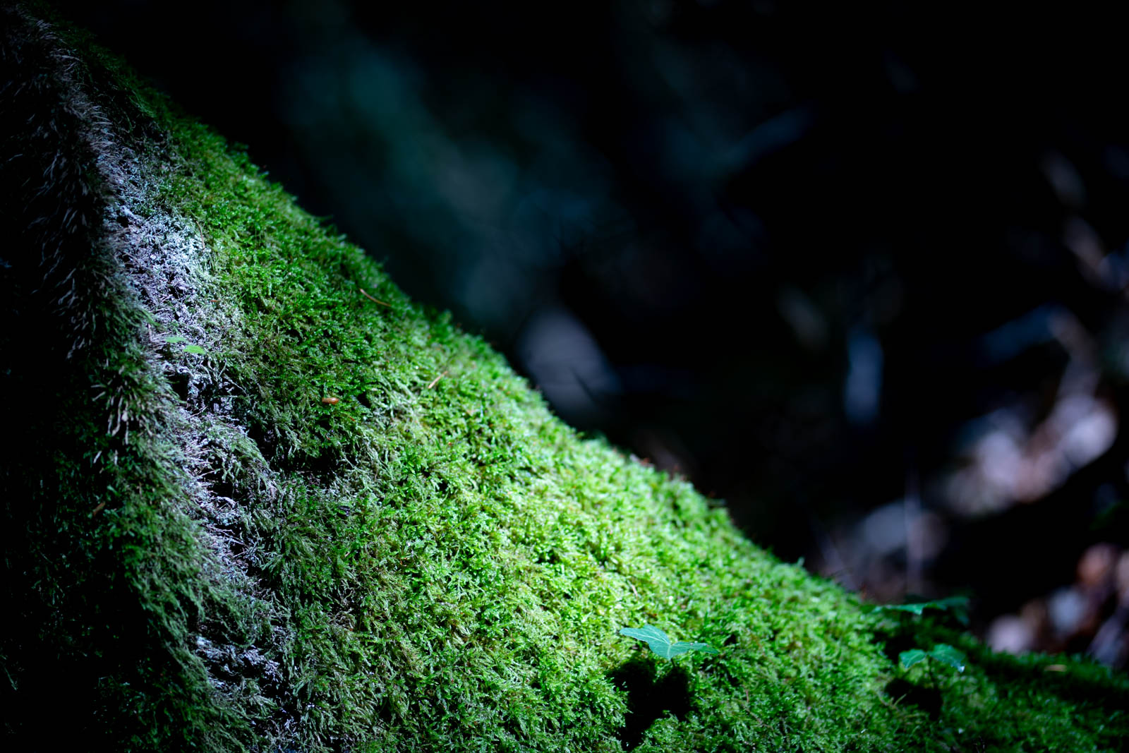 2022 10.Mornay Portfolio 32