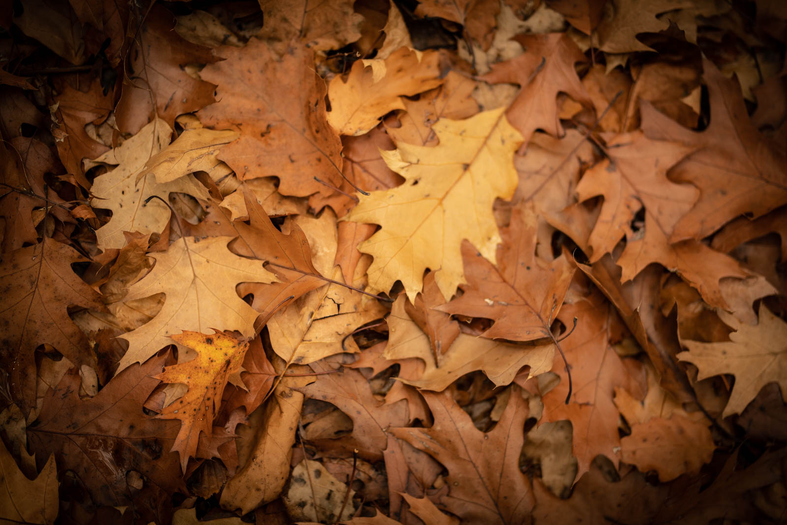 2022 10.Mornay Portfolio 40