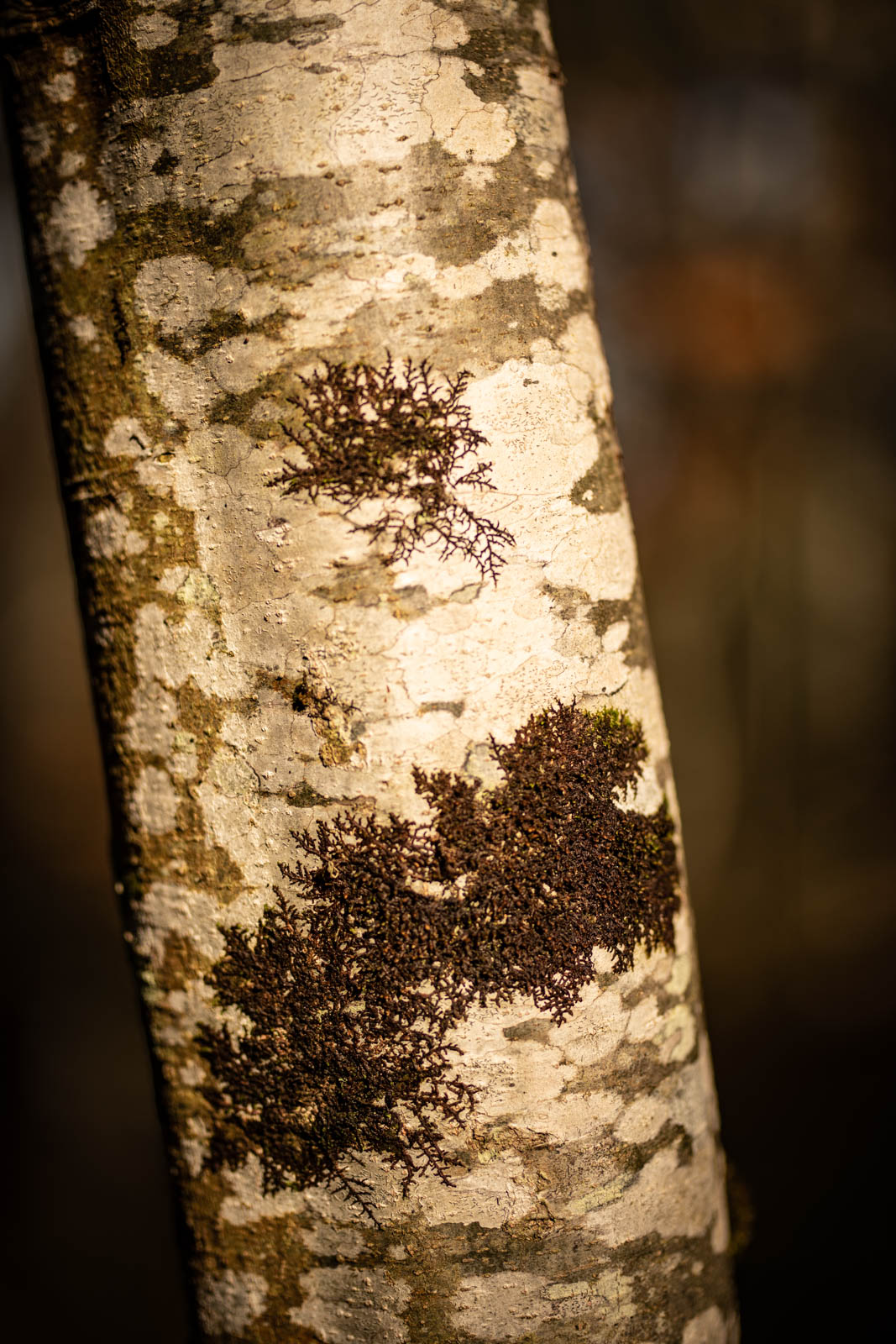 2022 10.Mornay Portfolio 42