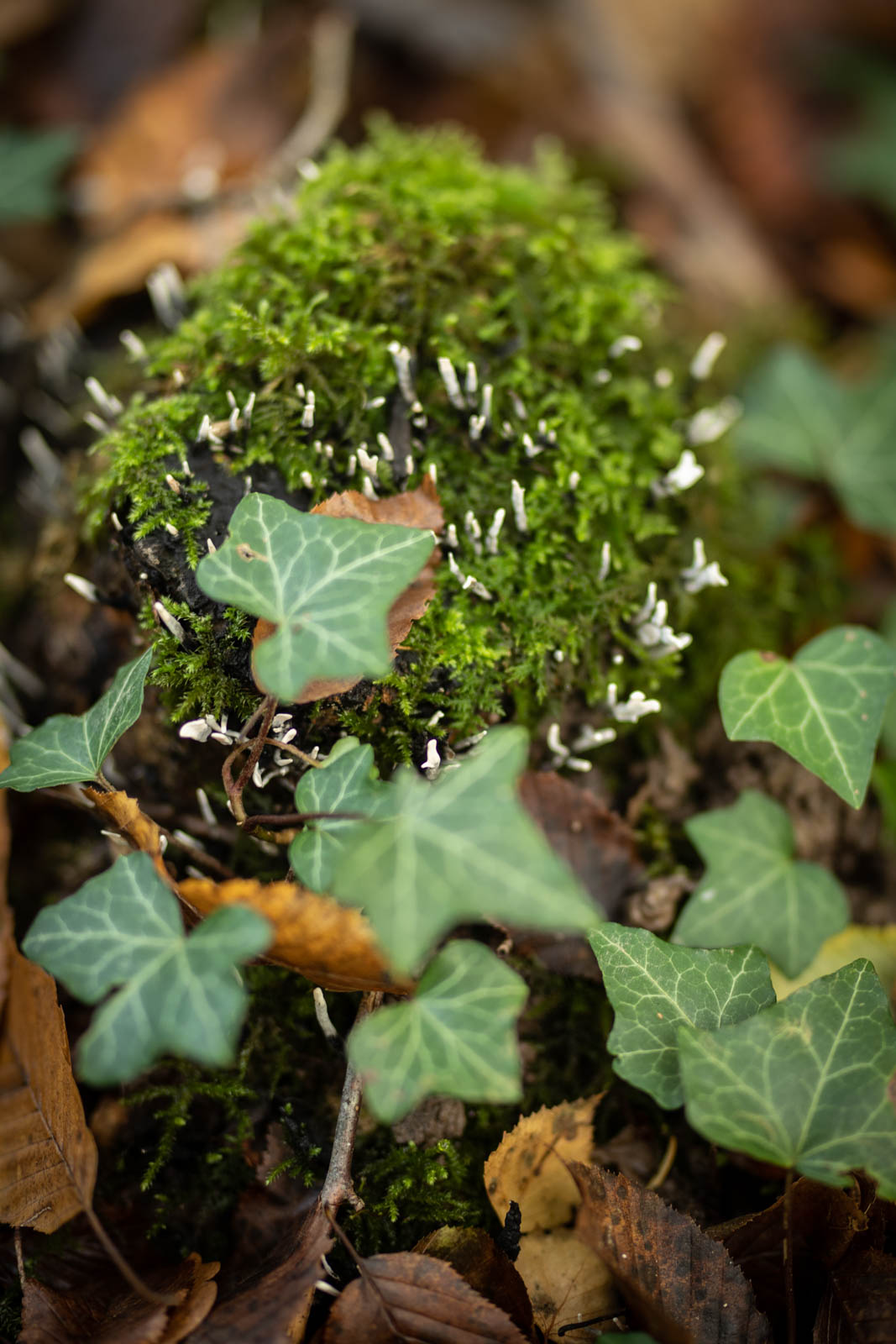 2022 10.Mornay Portfolio 43