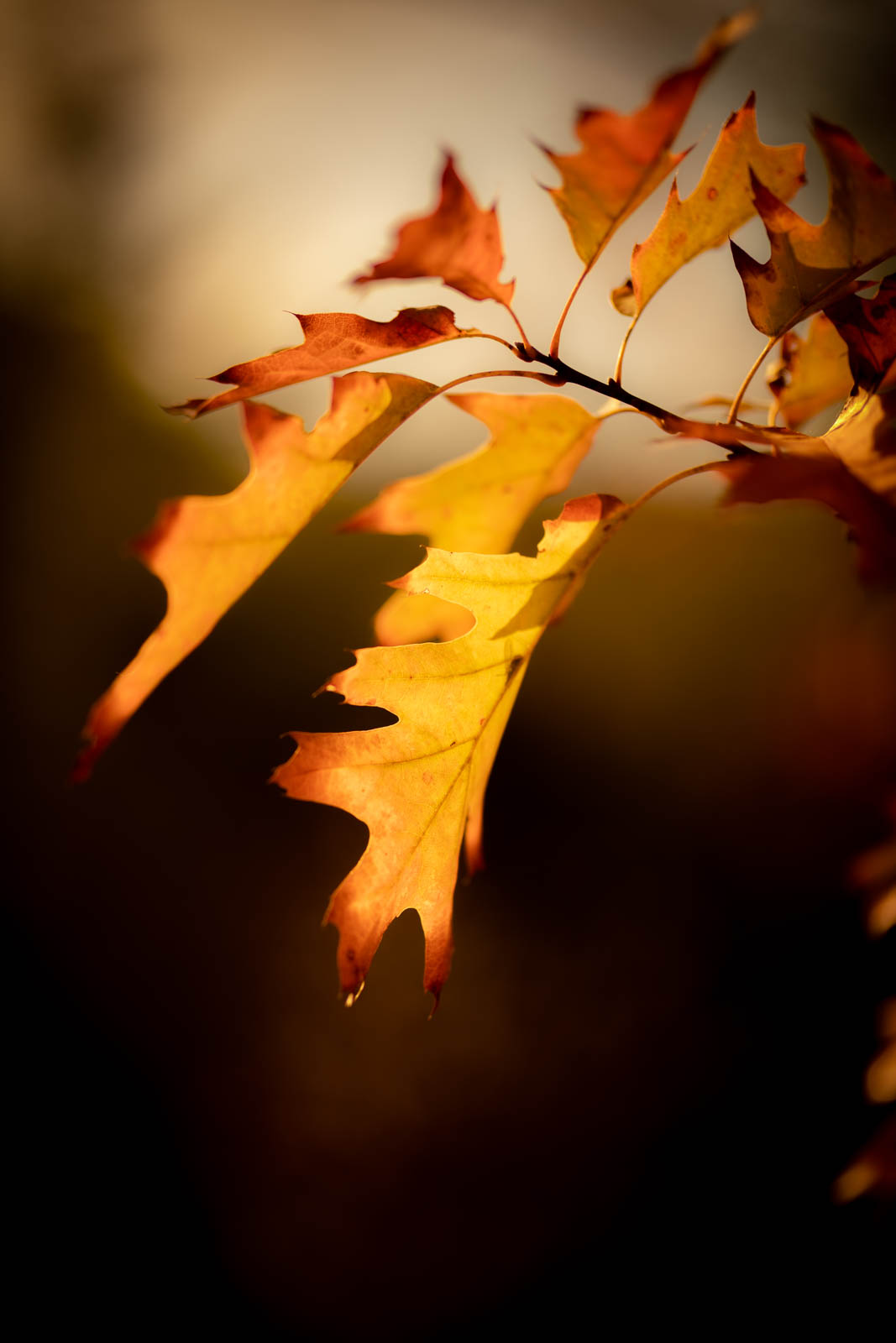 2022 10.Mornay Portfolio 44