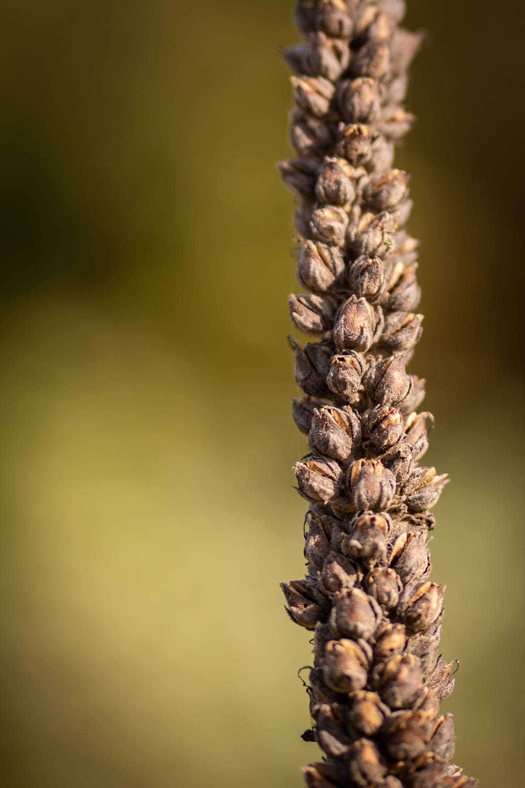 2022 10.Mornay Portfolio 46