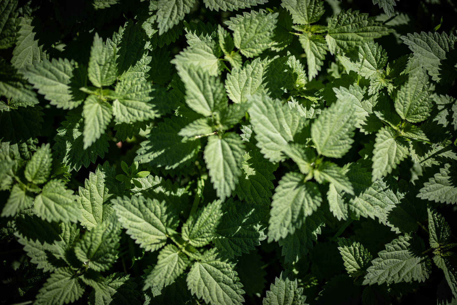 2022 10.Mornay Portfolio 56