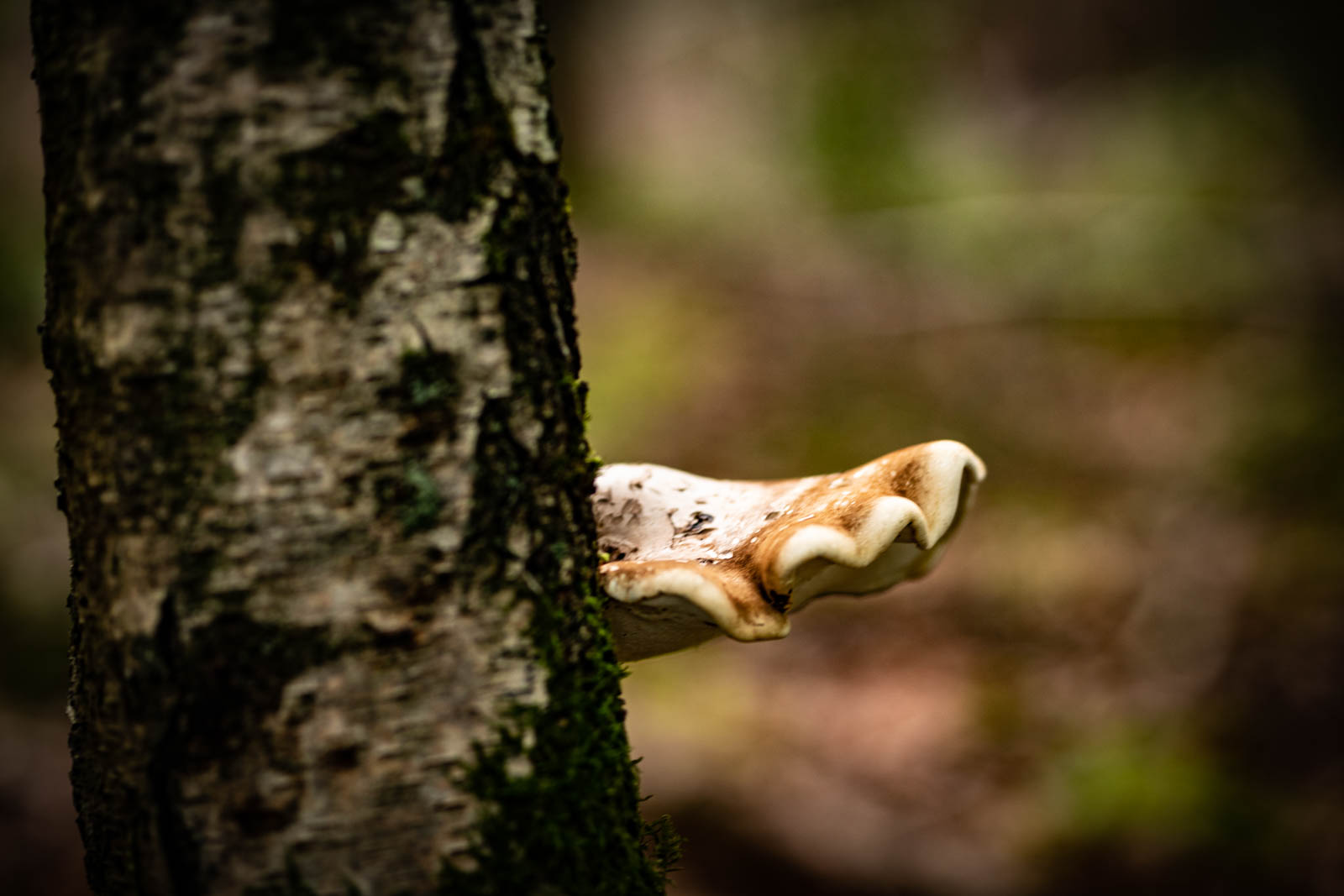 2022 10.Mornay Portfolio 59