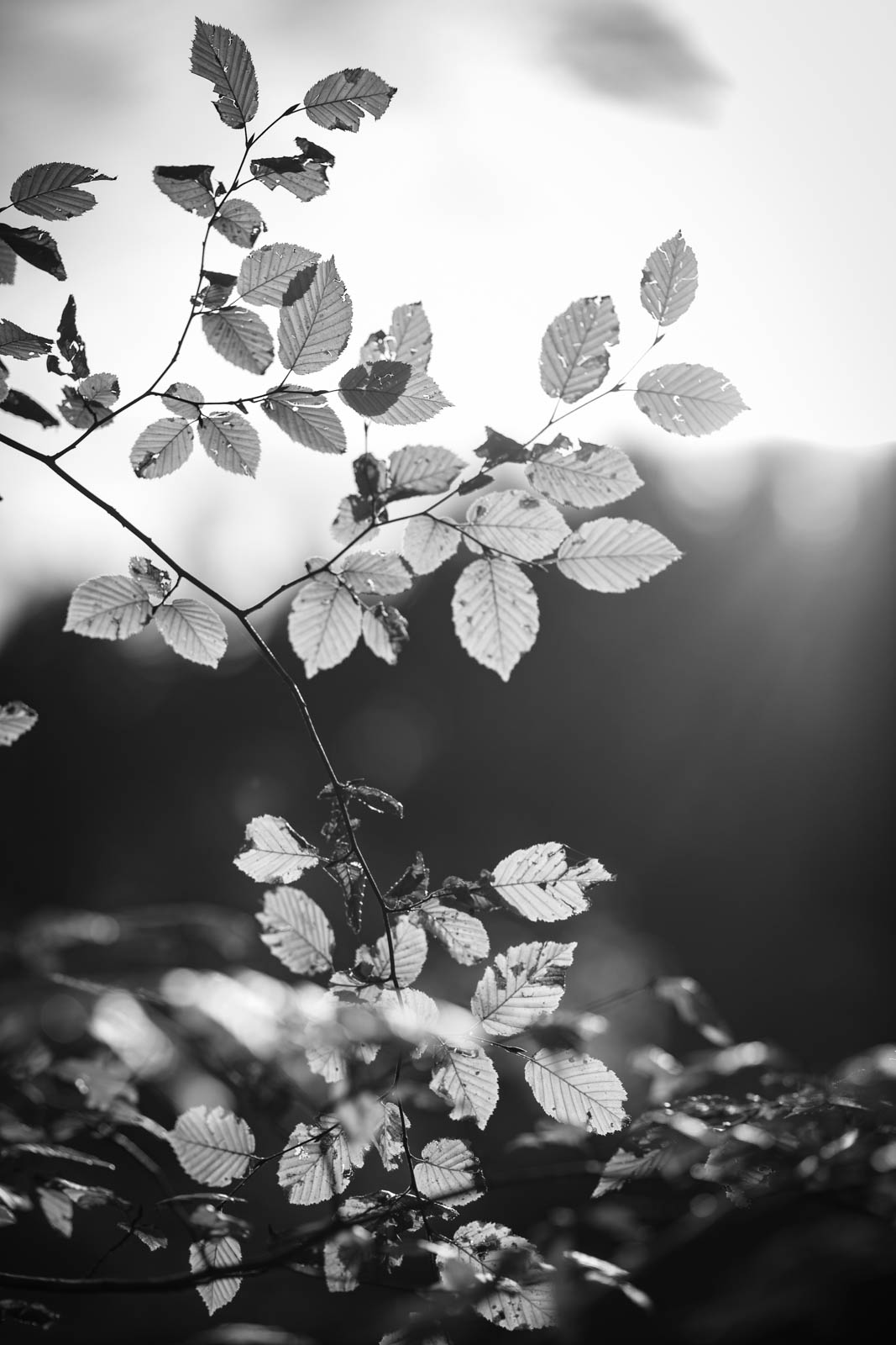 2022 10.Mornay Portfolio 62