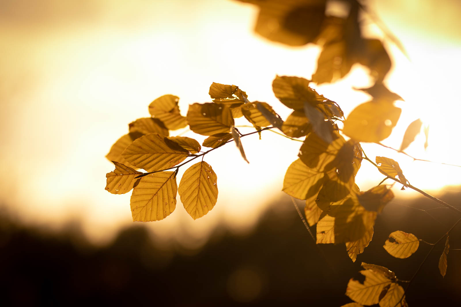 2022 10.Mornay Portfolio 63