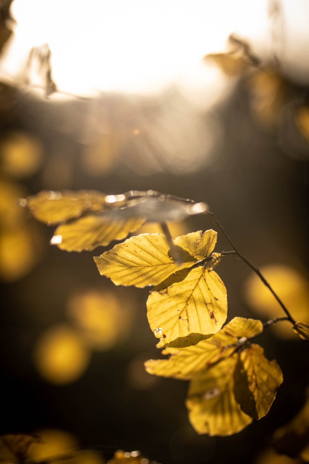 2022 10.Mornay Portfolio 64