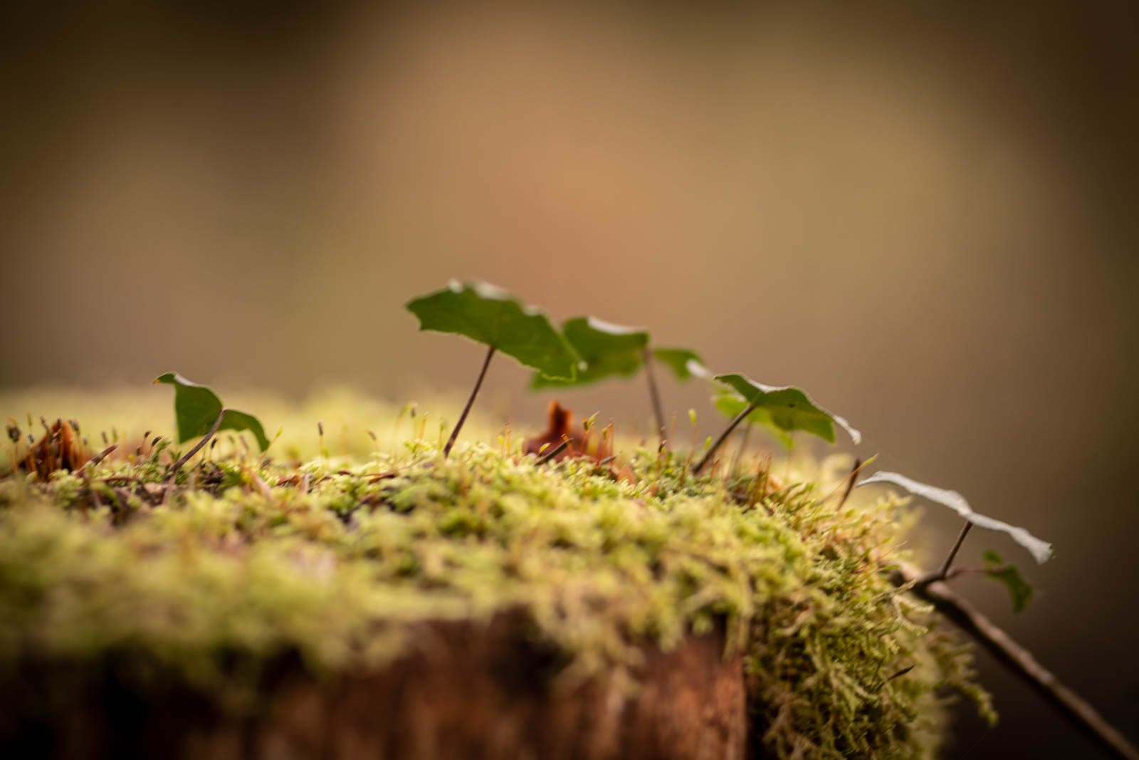 2022 10.Mornay Portfolio 74