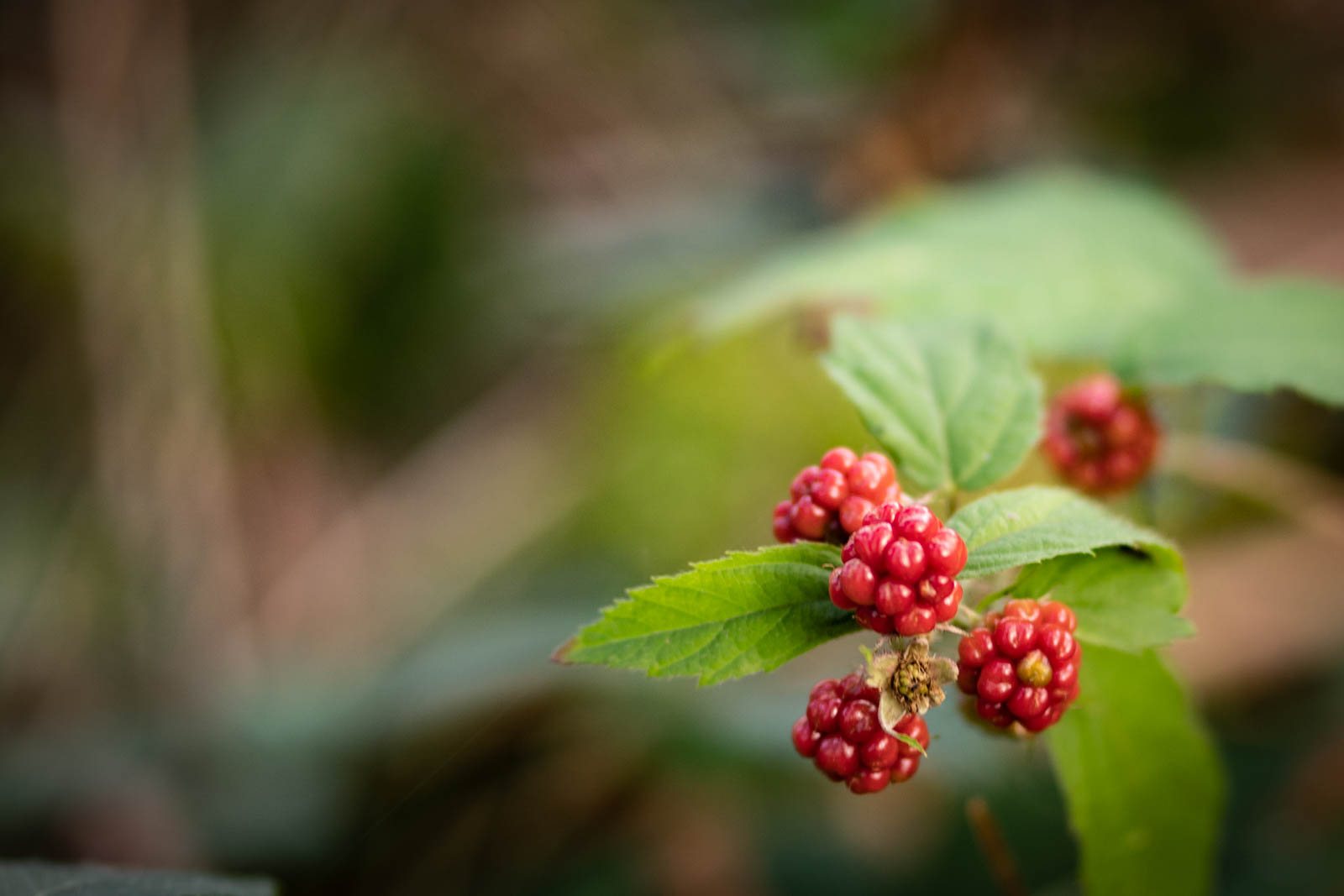 2022 10.Mornay Portfolio 75