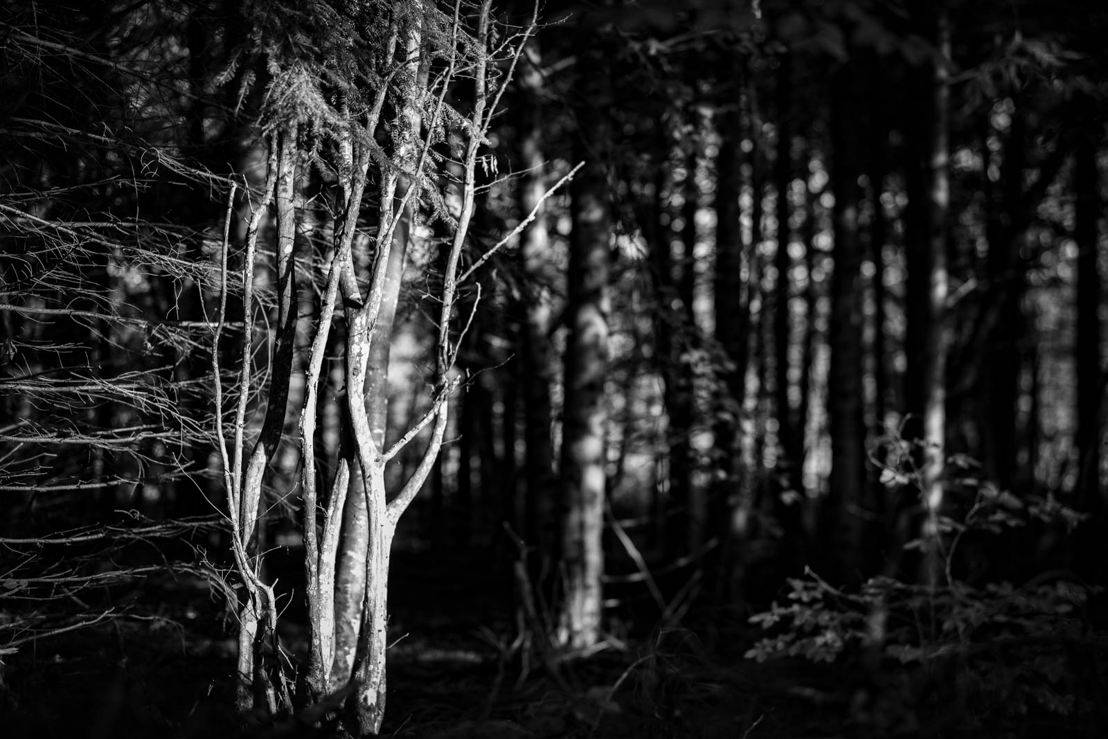 2022 10.Mornay Portfolio 77