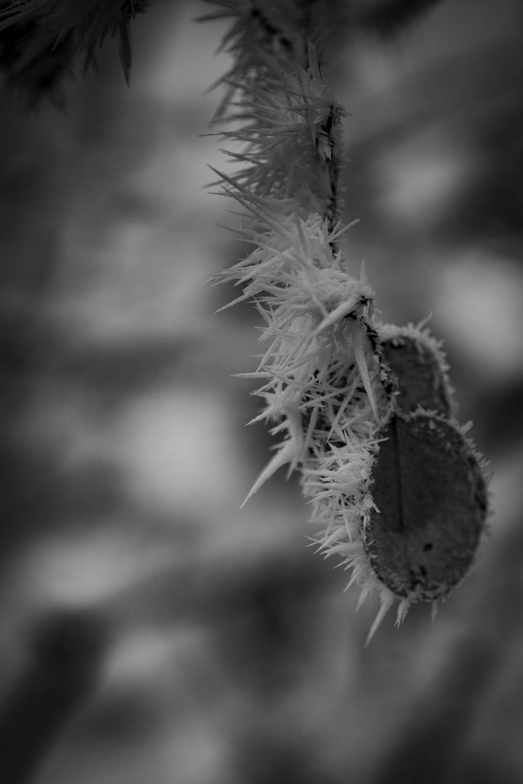 2022 12.Mornay Givré 32