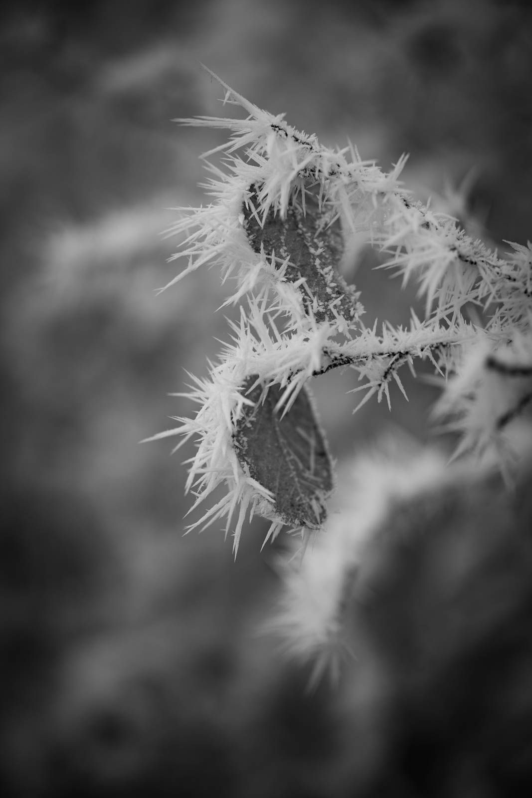 2022 12.Mornay Givré 33