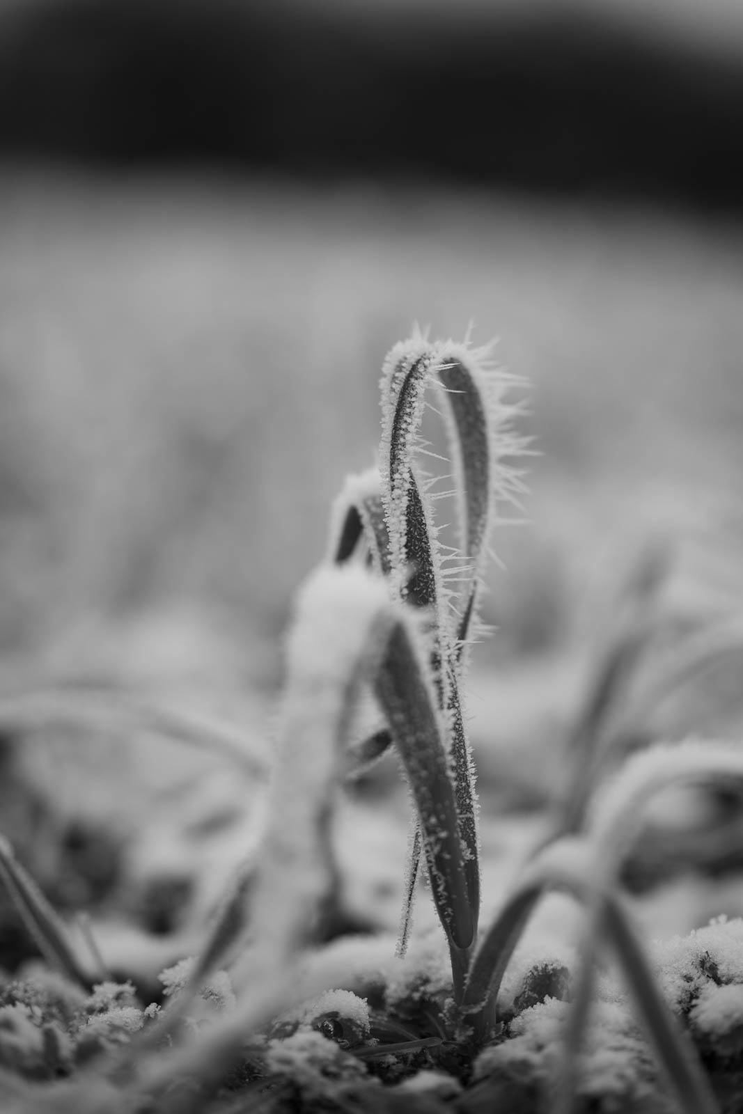 2022 12.Mornay Givré 35