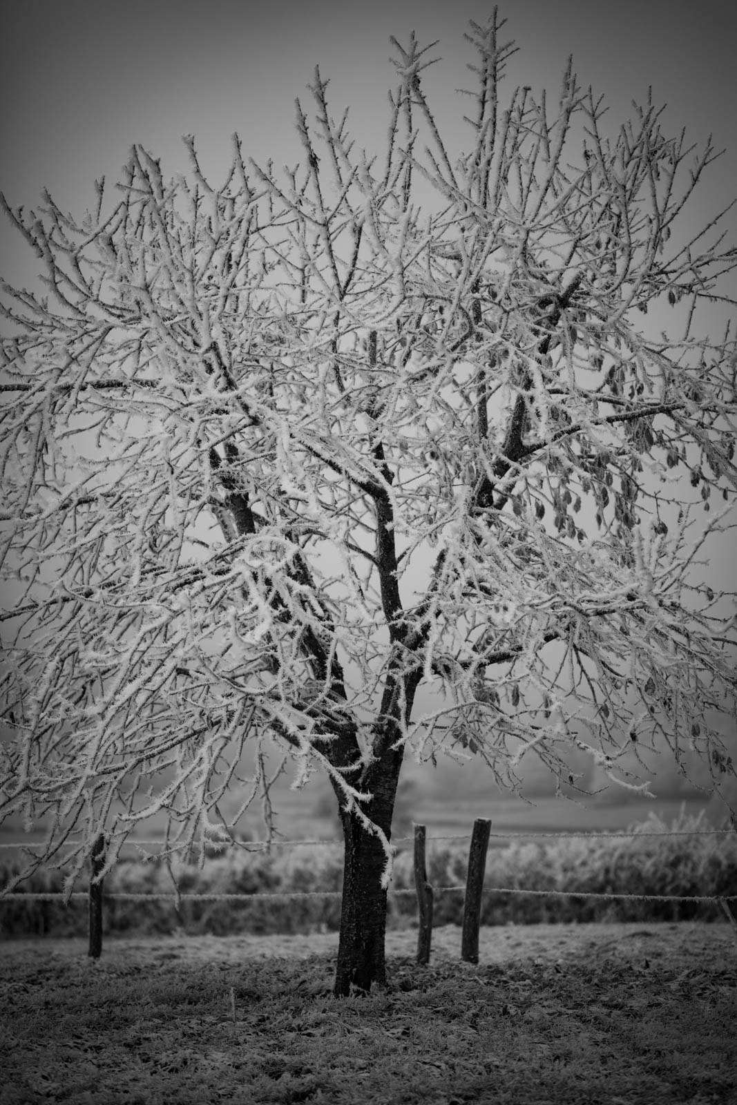 2022 12.Mornay Givré 36