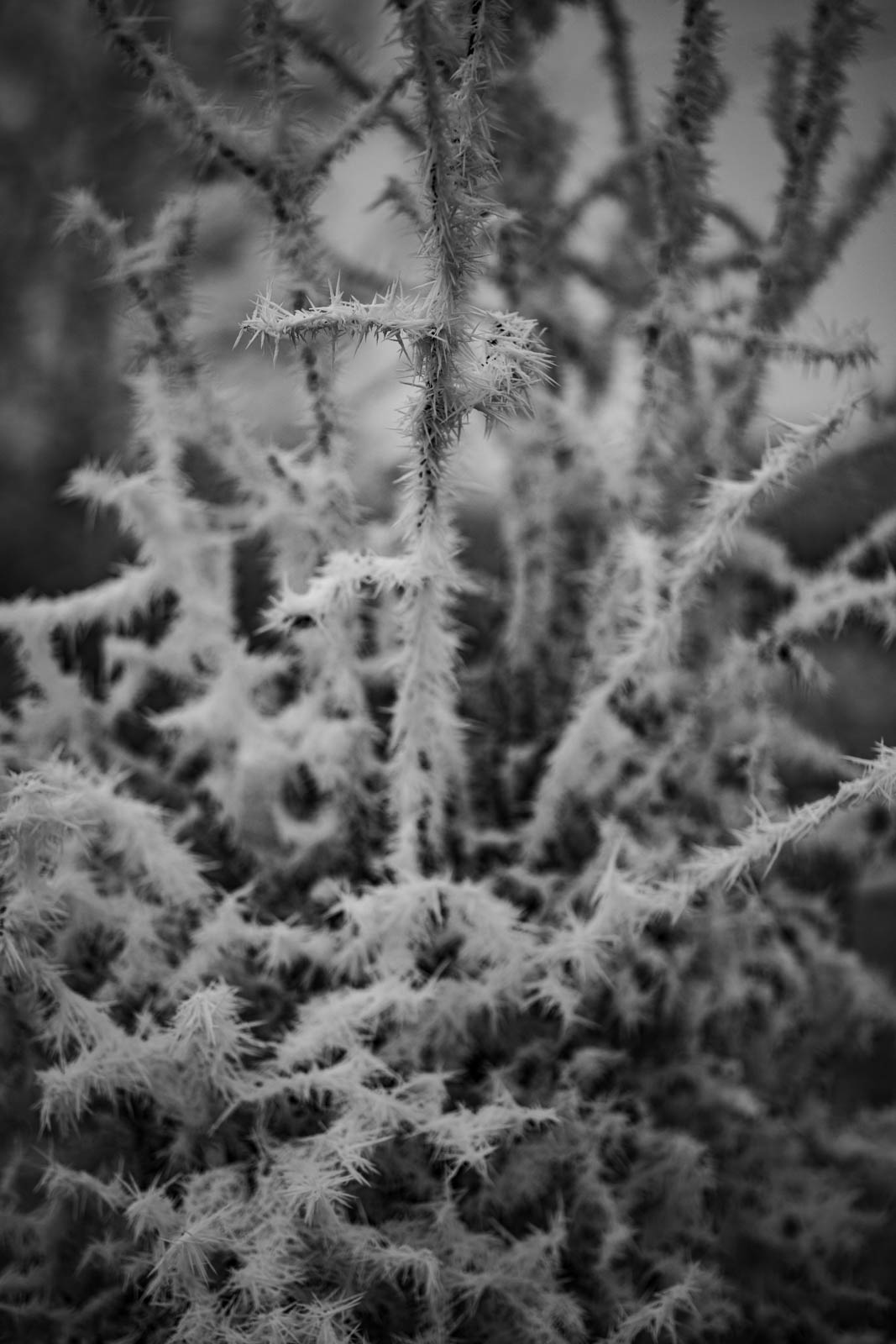 2022 12.Mornay Givré 40