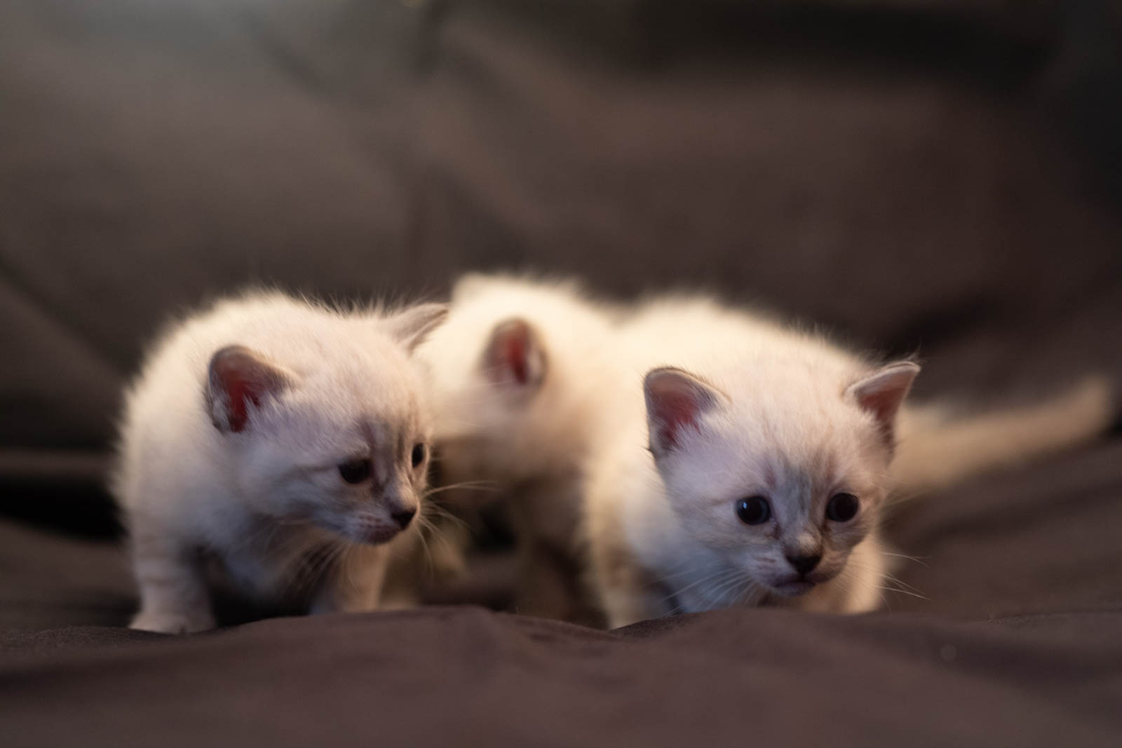 202305 Chatons 1mois 10