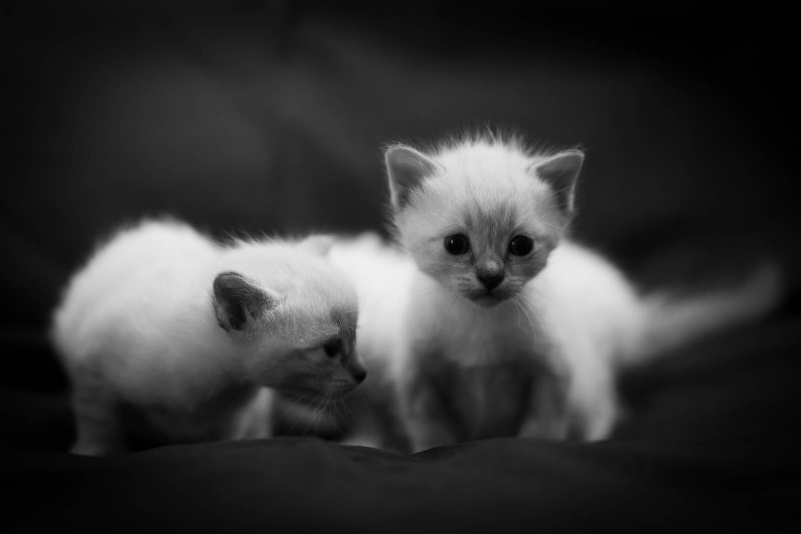 202305 Chatons 1mois 11