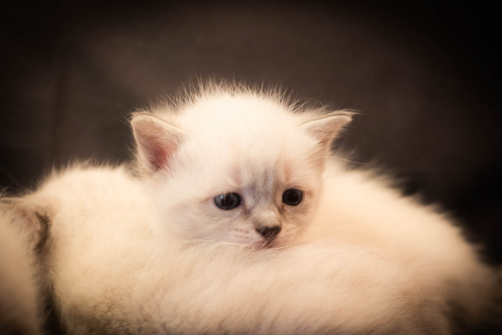 202305 Chatons 1mois 12