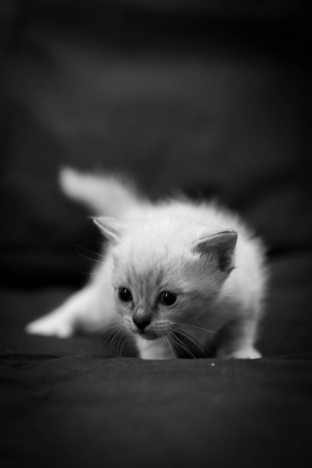 202305 Chatons 1mois 13