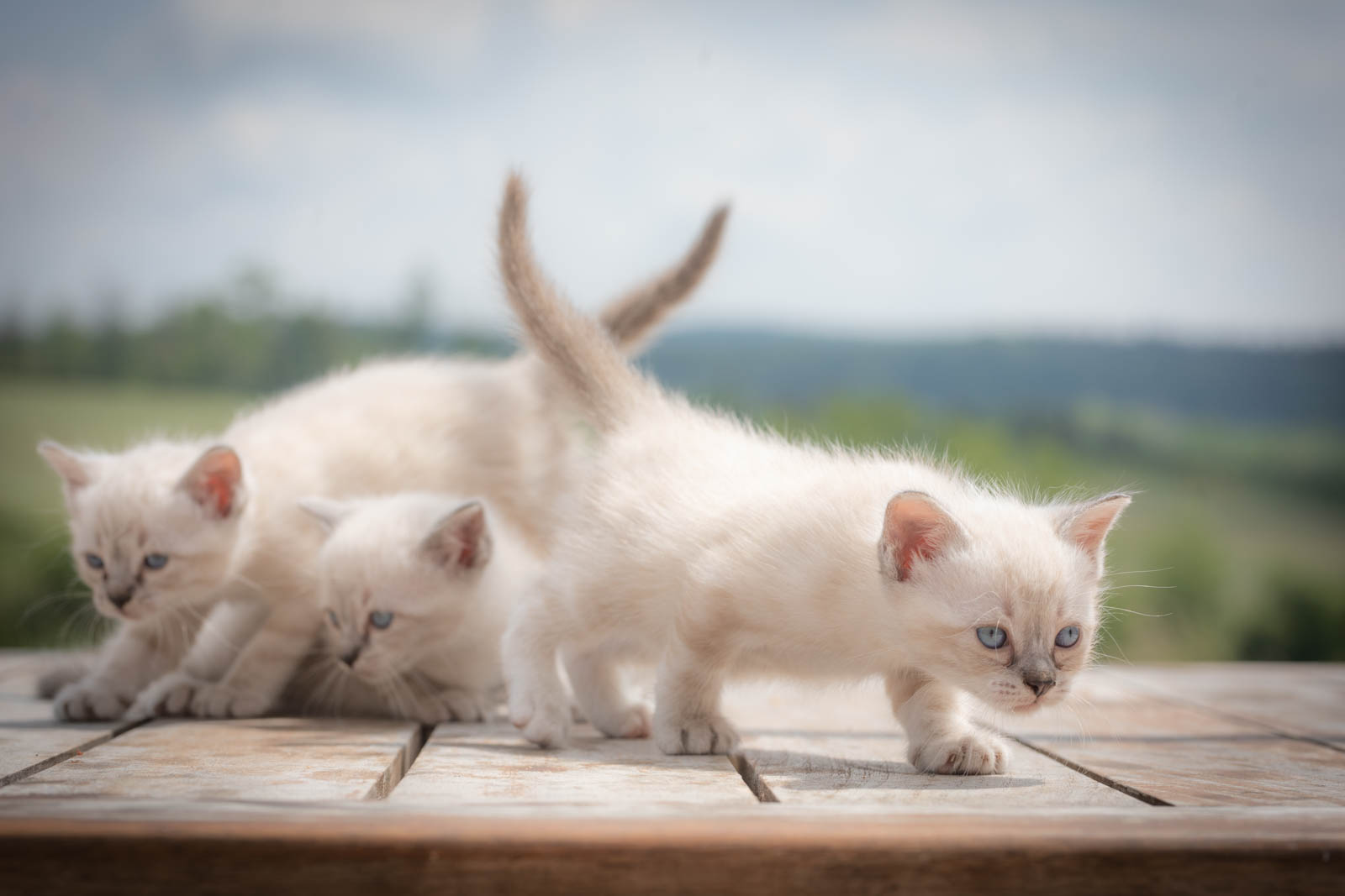 202305 Chatons 1mois 14