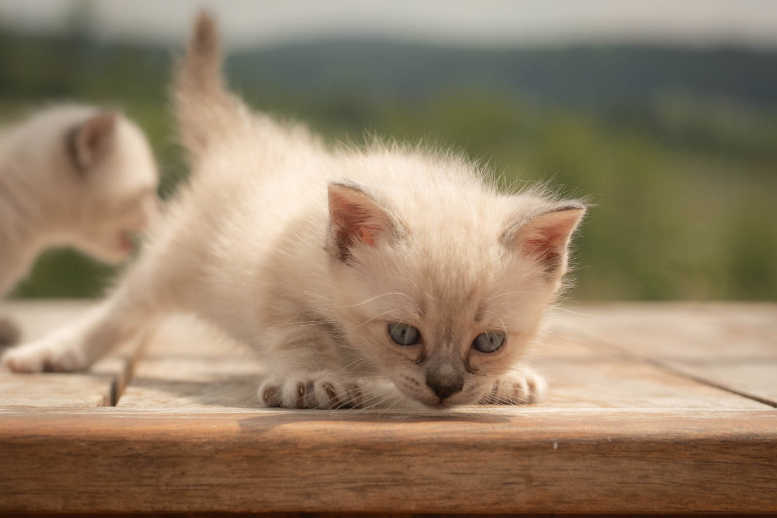 202305 Chatons 1mois 15