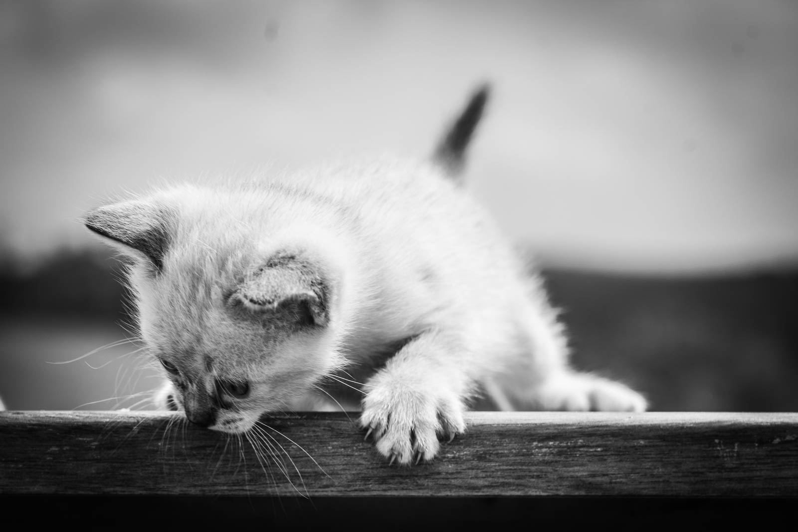 202305 Chatons 1mois 16