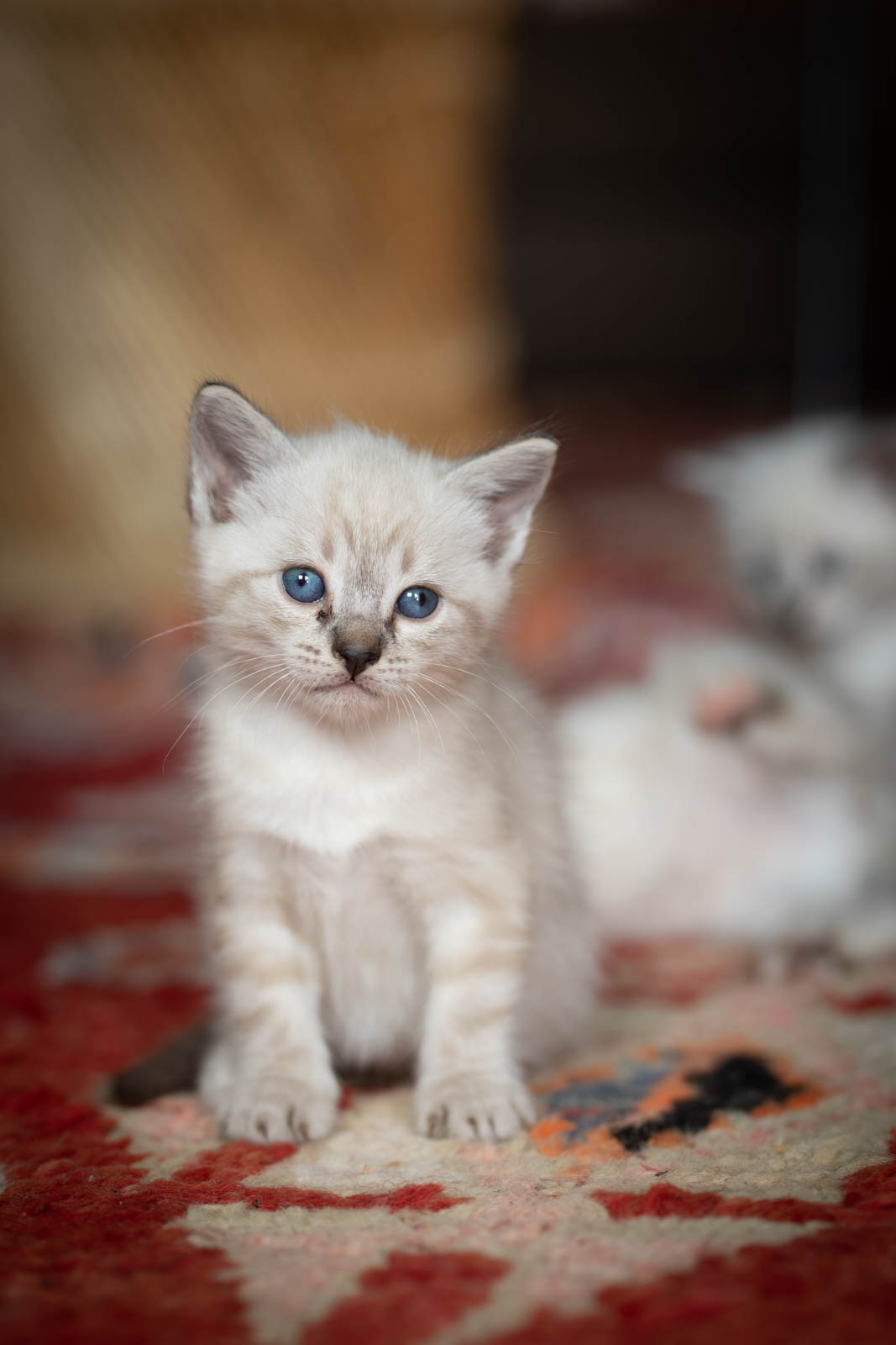 202305 Chatons 1mois 18