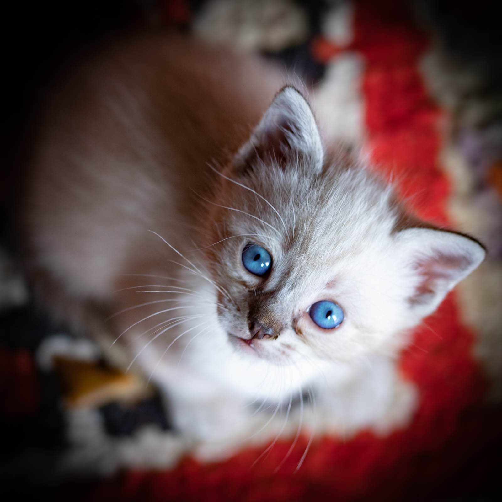 202305 Chatons 1mois 20