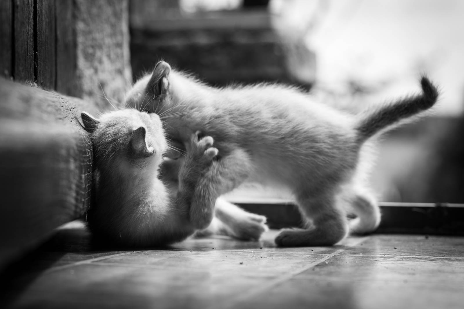 202305 Chatons 1mois 22