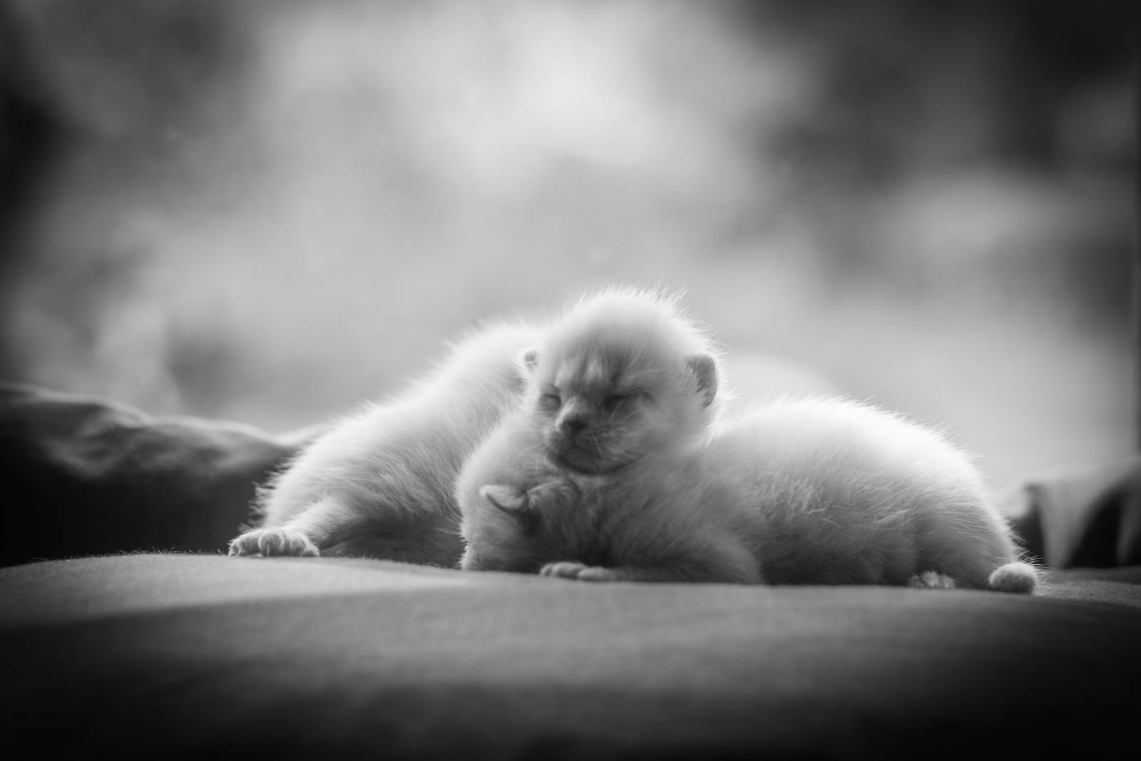 202305 Chatons 1mois 4