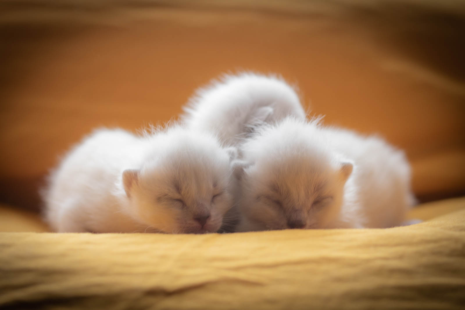 202305 Chatons 1mois 5