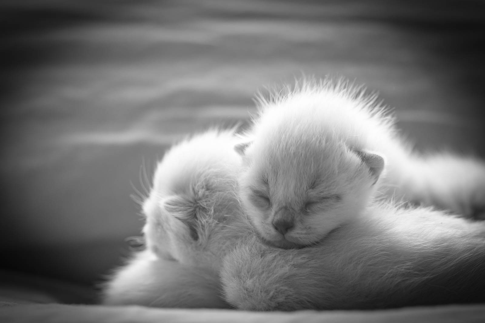 202305 Chatons 1mois 6