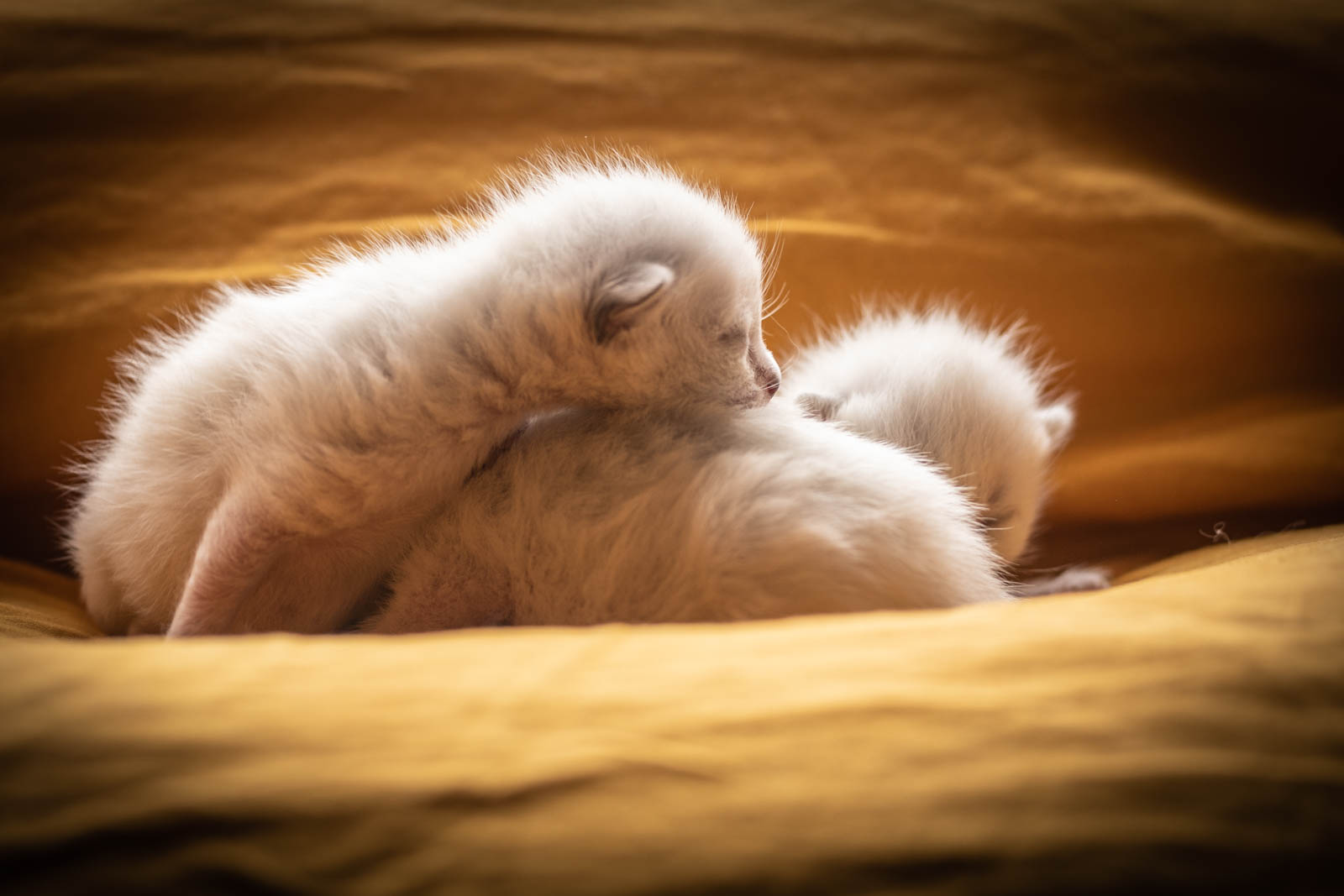 202305 Chatons 1mois 7