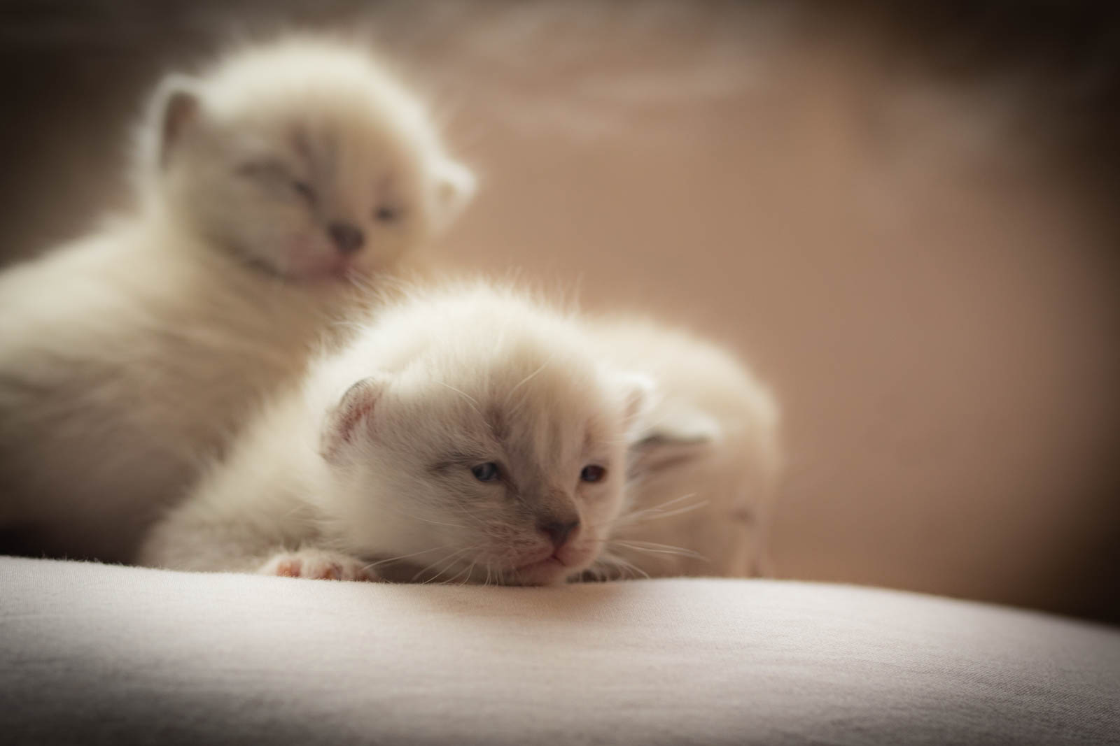 202305 Chatons 1mois 9