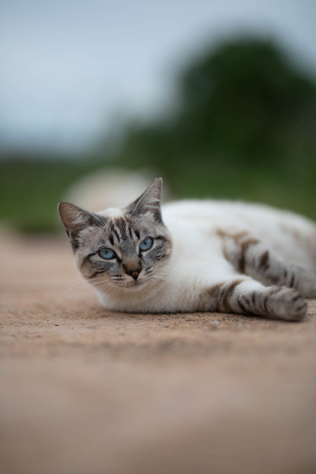 2024 05 Neige Sita 4